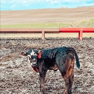 Meet your Posher, Addison